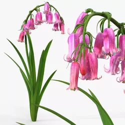 Campanula Bellflower Plant with Arching Stem Pink 3D model