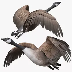 Canada Goose Flying Animated Rigged For Blender 3D model
