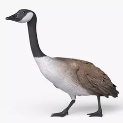 Canada Goose Walking Animated Rigged For Blender 3D model