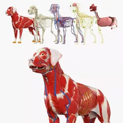 Canine Muscular and Skeletal Anatomy Structure 3D model