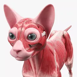 Cat Muscular System Anatomy Tendons 3D model