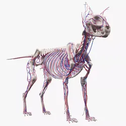 Cat Skeleton Circulatory System Anatomy 3D model