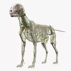Cat Skeleton Nervous System Anatomy 3D model