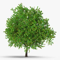 Cherry Tree with Fruit 3D model