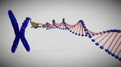 Chromosome structure