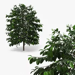 Coffee Plant with Dense Foliage Green 3D model