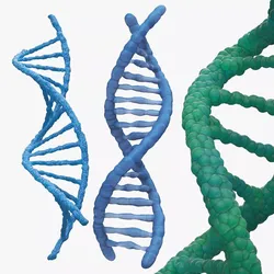 DNA Double Helix Structure Models Blue 3D model