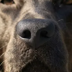 Dog Nose Macro Texture Black 3D model