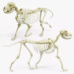 Dog Skeleton Walk Animated Rigged For Maya 3D model