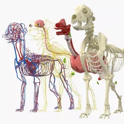 Dog Skeleton with Internal Organs Anatomy 3D model