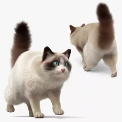 Domestic Cat Fast Walking Fur Animated Rigged For Maya 3D model