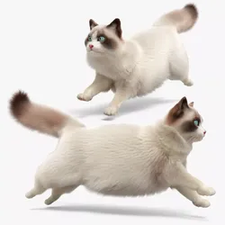 Domestic Cat Running Fur Animated Rigged For Maya 3D model