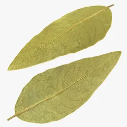 Dried Bay Laurel Leaf Sprig 3D model