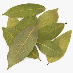 Dried Laurel Leaves 3D model