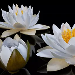 European White Water Lily Nymphaea Alba Kit 3D model
