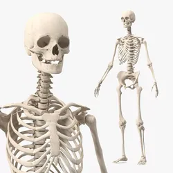 Female Anatomical Skeleton 3D model
