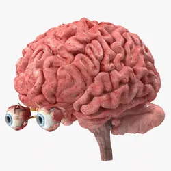 Female Anatomy Brain Model 3D model