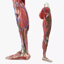 Female Anatomy Left Lower Leg 3D model