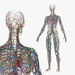 Female Cardiovascular Lymphatic and Nervous System Model 3D model