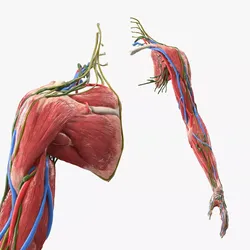 Female Left Arm Anatomy Without Skin 3D model