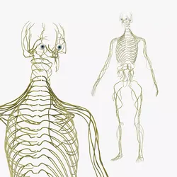 Female Neural System 3D model