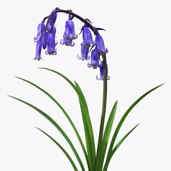 Forest Bluebell Plant with Bell Shaped Flowers Purple 3D model