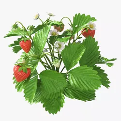 Garden Strawberry Plant Fruiting 3D model