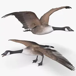 Goose Bird Realistic Rigged For Blender 3D model