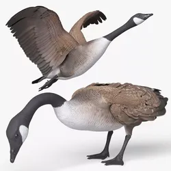 Goose Rigged For Blender Animated Set 3D model