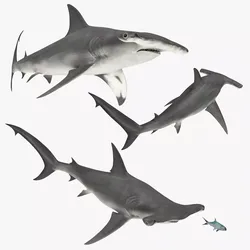 Hammerhead Shark Set Animated Rigged For Maya 3D model
