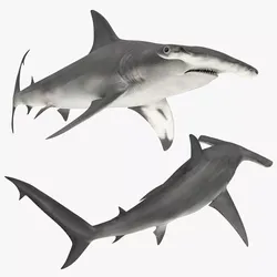 Hammerhead Shark Swim Animated Rigged For Maya 3D model