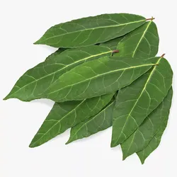 Laurel Leaf Cluster 3D model