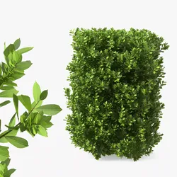 Laurus Nobilis Shrub 3D model