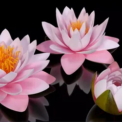 Nymphaea Colorado Pink Lily Kit 3D model