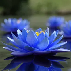 Nymphaea Siam Blue Purple 3D model