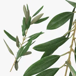 Olive Tree Branch Without Olives 3D model