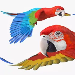 Red and Green Macaw Parrot Flying Pose 3D model