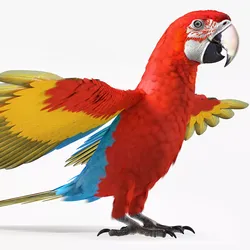 Red and Green Macaw Parrot Resting Pose 3D model