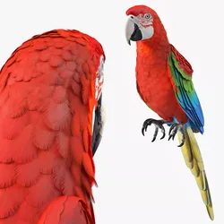 Red and Green Macaw Perched Pose 3D model