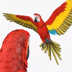 Red and Green Macaw Rigged 3D model