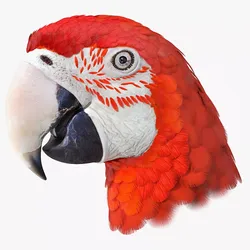 Red Green Macaw Parrot Head 3D model