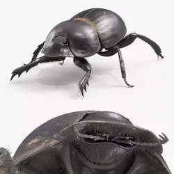 Roller Beetle Fur Rigged For Maya 3D model