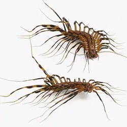 Scutigera Coleoptrata Idle Fur Animated Rigged For Maya 3D model