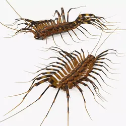Scutigera Coleoptrata Walk Fur Animated Rigged For Maya 3D model