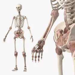 Skeleton with Soft Tissue 3D model