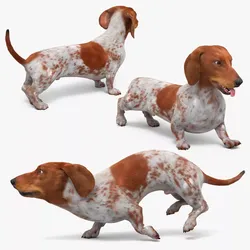 Spotted Dachshund Dog Fur Set Animated Rigged for Maya 3D model