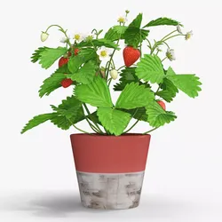 Strawberry Plant with Fruit in Pot 3D model