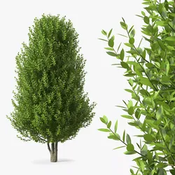 Sweet Bay Laurel Plant 3D model