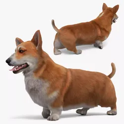 Welsh Corgi Dog Walk Fur Animated Rigged for Maya 3D model