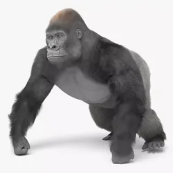 Wild Gorilla Primate Goes Fur Animated Rigged For Blender 3D model